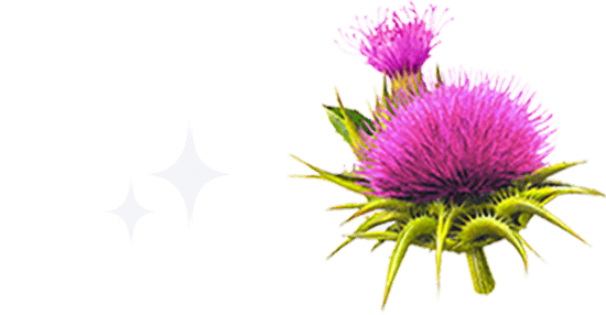 Milk Thistle